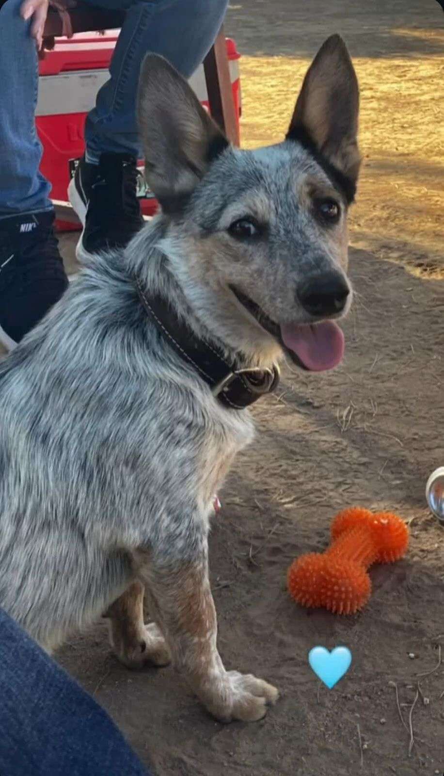 Recuperan a Rocky; lo robaron con troca en la vía corta a Parral