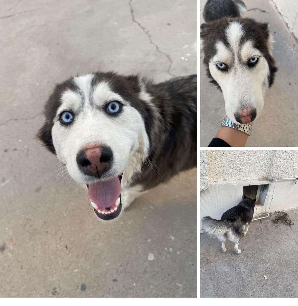 Buscan a dueños de husky perdido