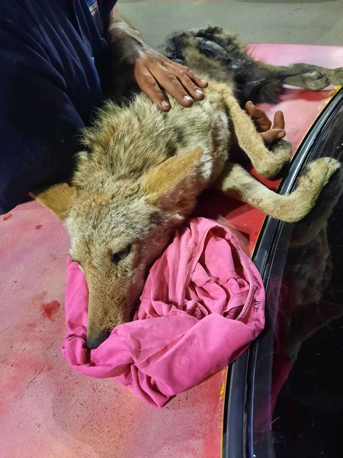Entregan coyote rescatado a Ecología municipal