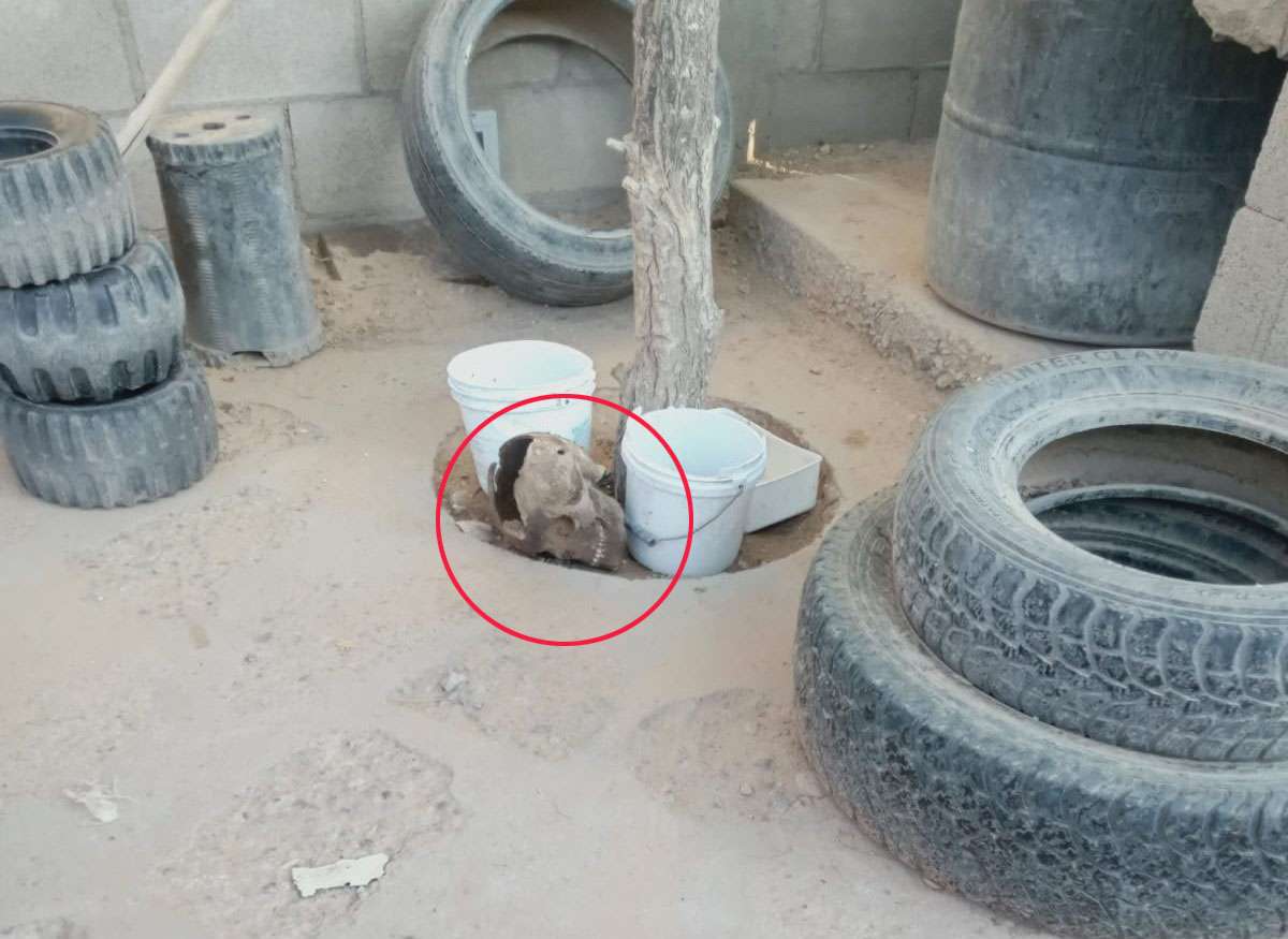 Llega perro a casa con un cráneo humano