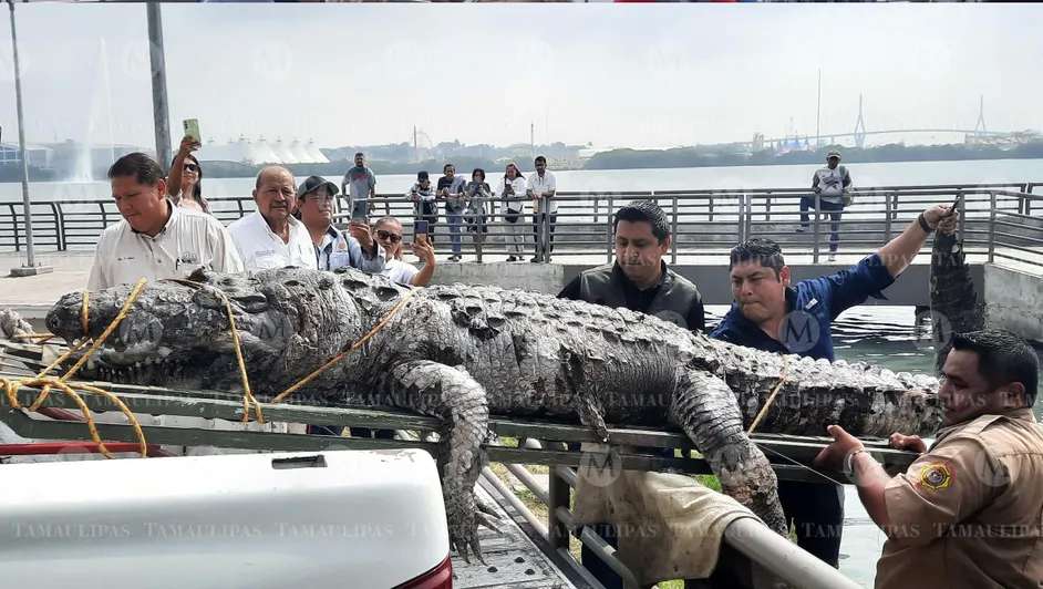Crece la población de cocodrilos sin control en Tamaulipas 