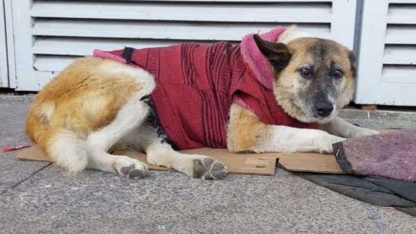 Impide jueza que desalojen a perrita de Hospital en Morelia