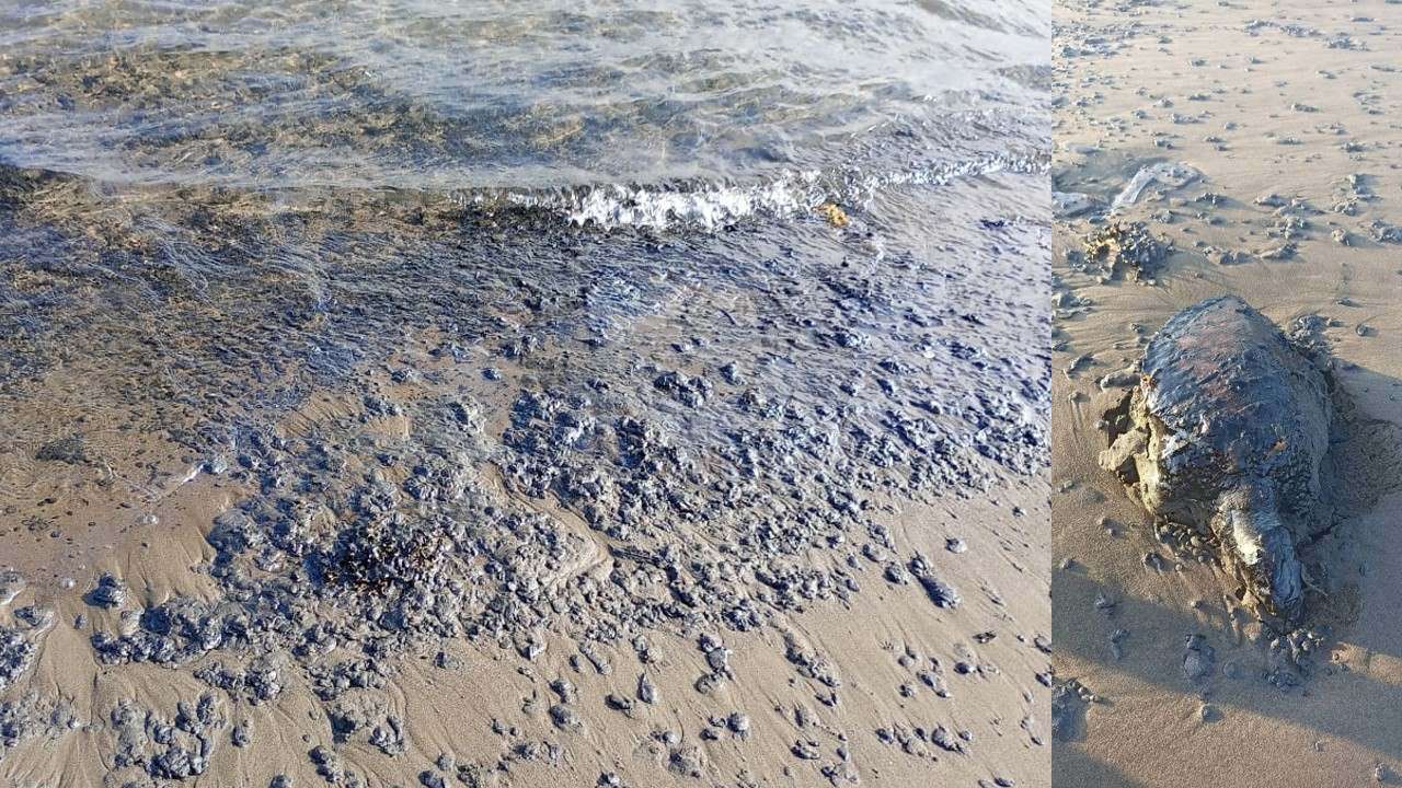 Buscan biólogos apoyar a comunidades de Veracruz afectadas por petróleo