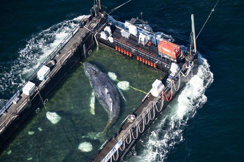 Fallece la ballena Timmy a solo dos semanas de recuperar su libertad