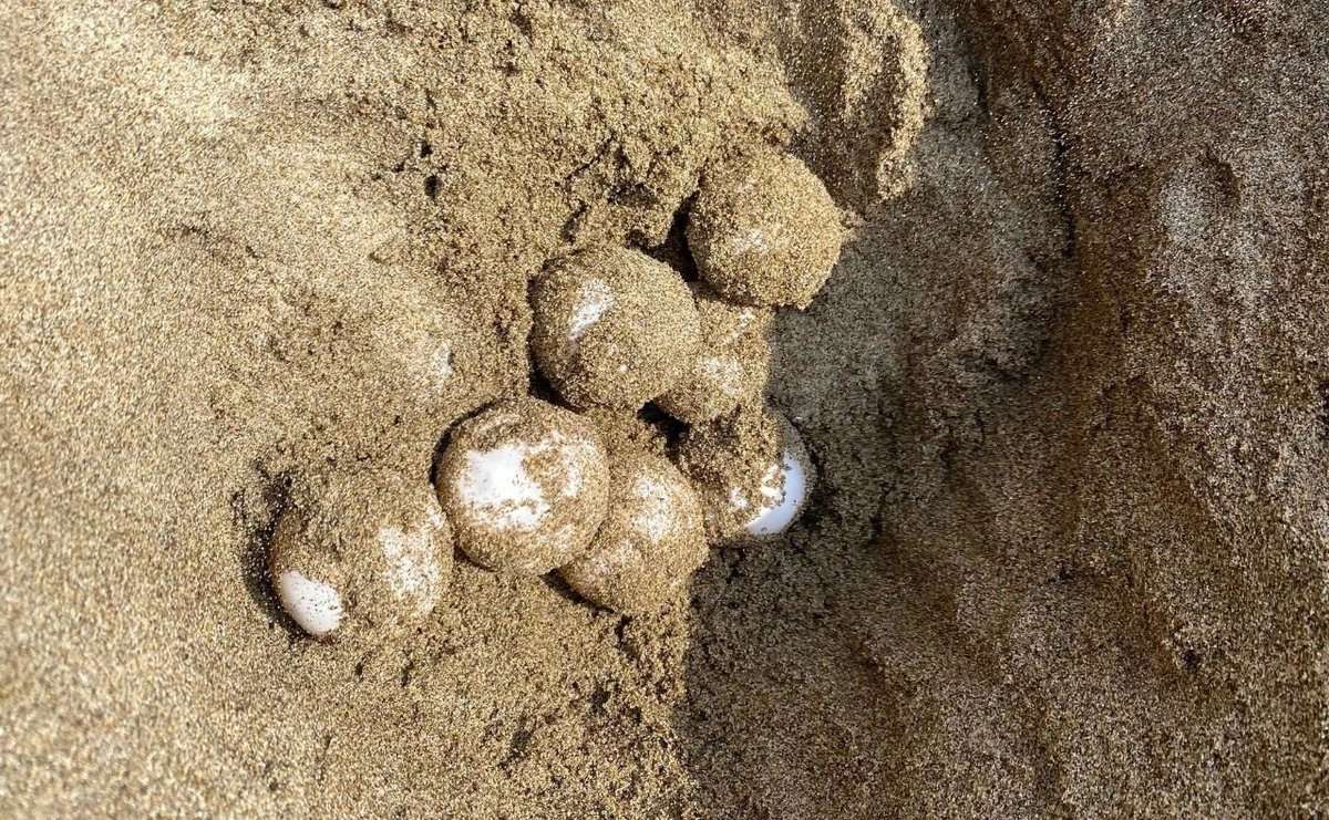 Avanza con éxito la anidación de tortugas en Veracruz