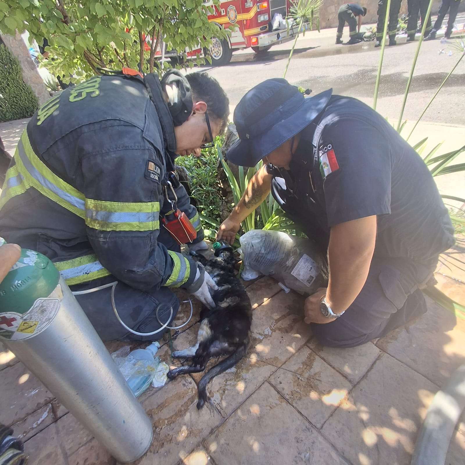 Rescatan y reaniman a gatito atrapado en incendio del Reliz
