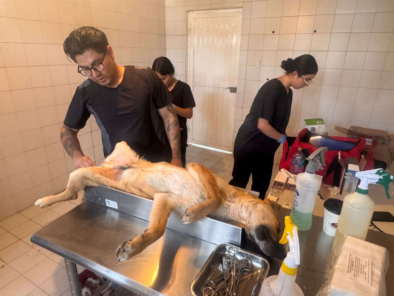 Realizan Cmacc y asociación esterilizaciones en Álvaro Obregón
