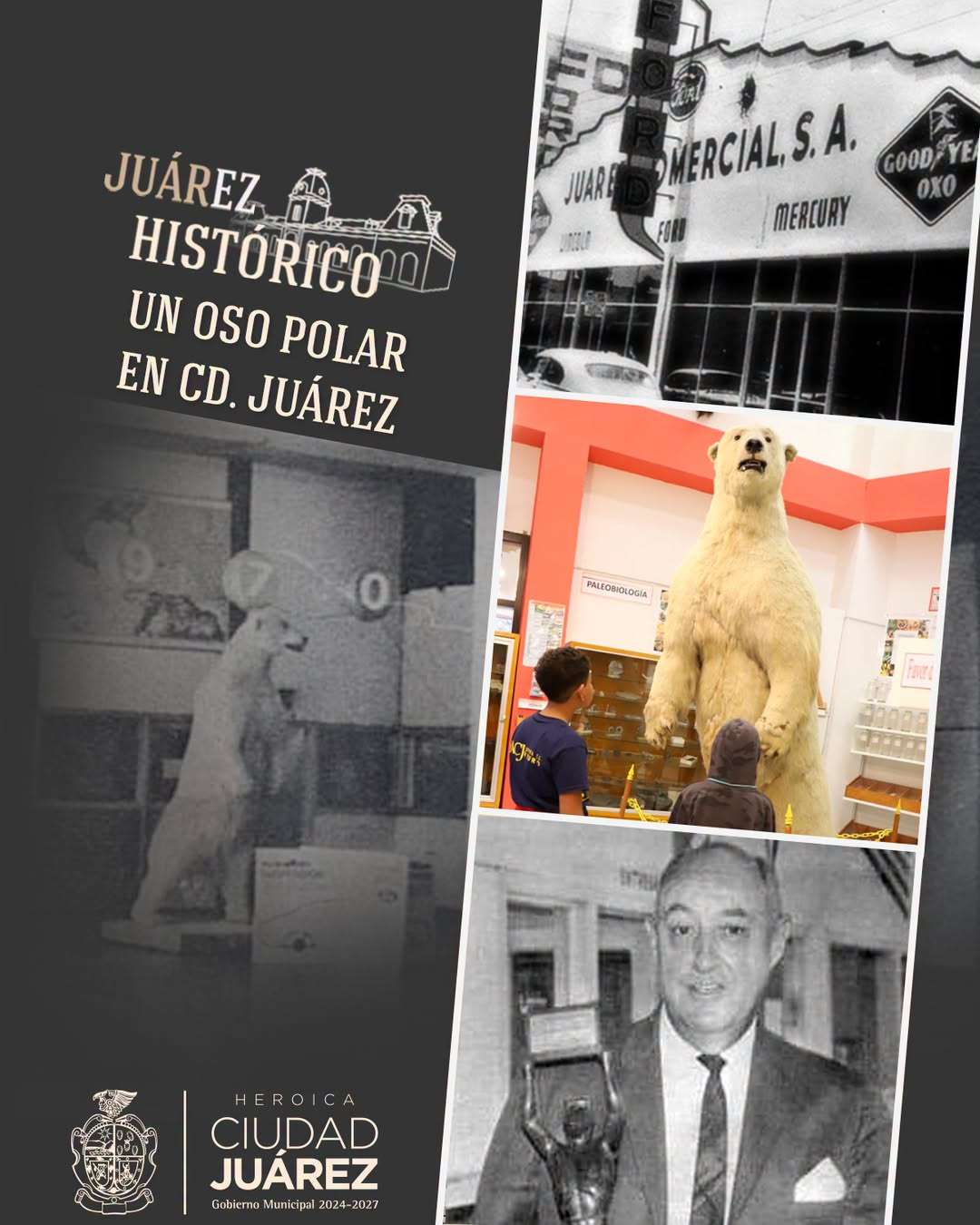 Reviven historia de oso polar que sorprendió a generaciones de juarenses