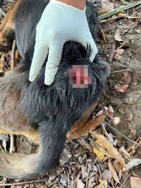 Preparan aquí operativo ante primer caso de gusano Barrenador en un perro 